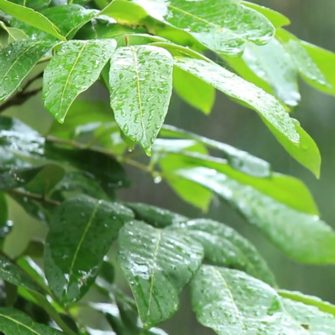 greeny, leafy bush pictured close up in the rain