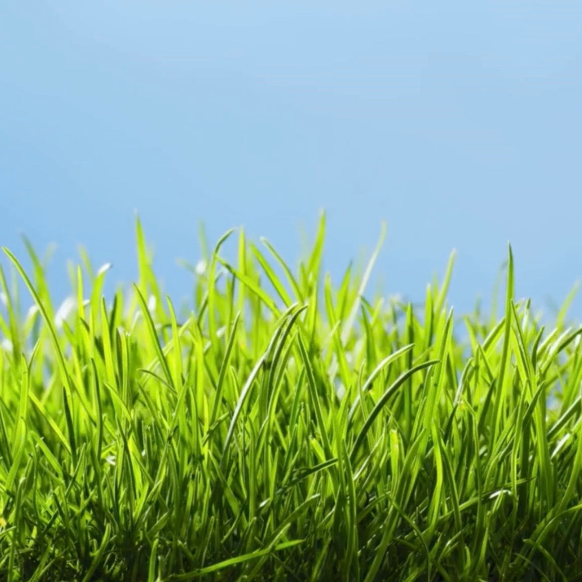 close up image of bright green grass up against the blue sky 